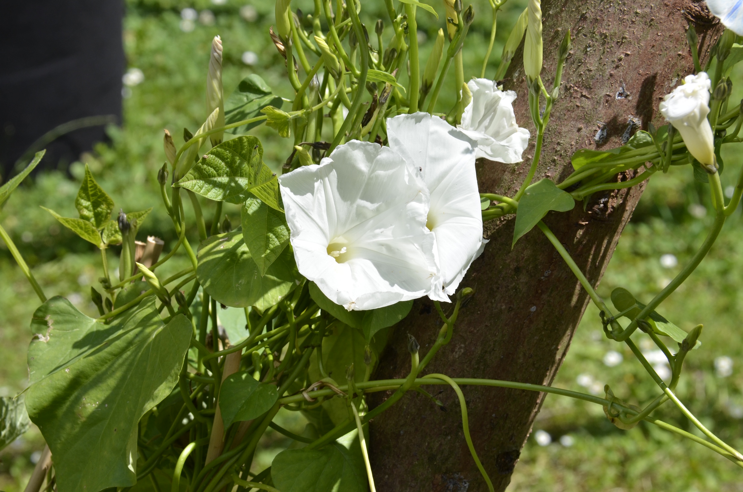 MICRO MACRO Szenografiewettbewerb Lausanne Jardins 2019